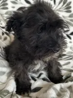 Ali, a male Miniature Schnauzer for sale in Roy, WA – 1 of 10