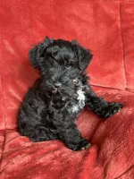 Trapper, a male Miniature Schnauzer for sale in Roy, WA – 2 of 10