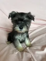 Rylee, a female Miniature Schnauzer for sale in Roy, WA – 5 of 10