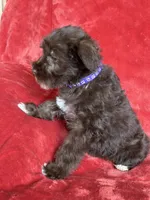 Ellie, a female Miniature Schnauzer for sale in Roy, WA – 9 of 10