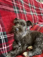 Taylor, a female Miniature Schnauzer for sale in Roy, WA – 3 of 8