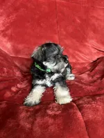 Olive, a female Miniature Schnauzer for sale in Roy, WA – 7 of 10