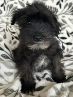 Ali, a male Miniature Schnauzer for sale in Roy, WA – 4 of 10