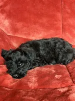 Trapper, a male Miniature Schnauzer for sale in Roy, WA – 9 of 10
