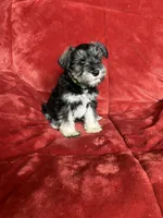 Olive, a female Miniature Schnauzer for sale in Roy, WA – 5 of 10