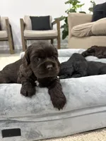 AKC CASSIDY, a female Cocker Spaniel for sale in Millersburg, OH – Photo 2 of 2