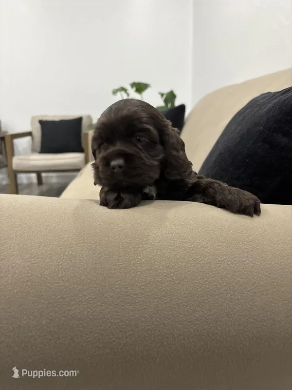 AKC CASSIDY – Cocker Spaniel puppy for sale in Millersburg, OH