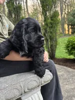 AKC COOPER, a male Cocker Spaniel for sale in Millersburg, OH – 3 of 10