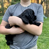 AKC COOPER, a male Cocker Spaniel for sale in Millersburg, OH – 4 of 10