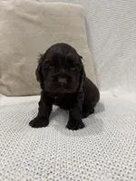 AKC CARLY, a female Cocker Spaniel for sale in Millersburg, OH – Photo 3 of 4