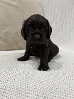 AKC CARLY, a female Cocker Spaniel for sale in Millersburg, OH – Photo 4 of 4