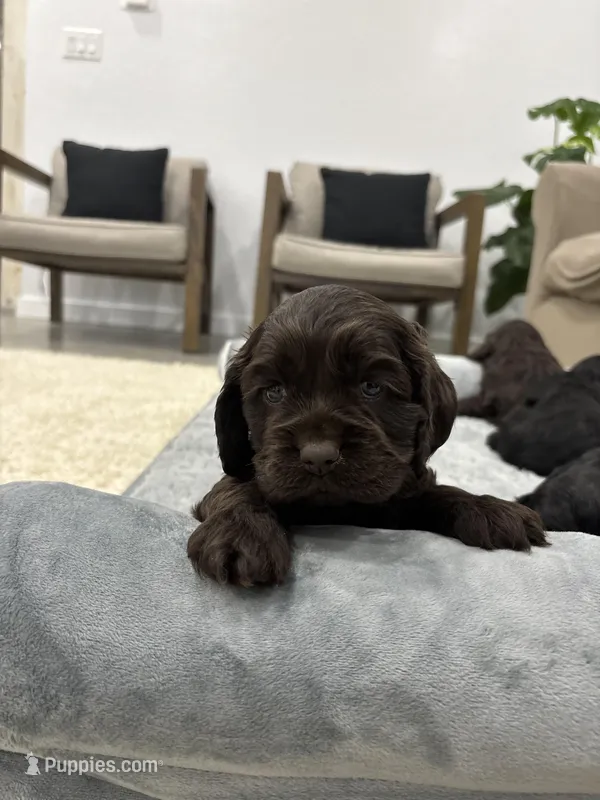 AKC CARLY – Cocker Spaniel puppy for sale in Millersburg, OH