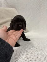 AKC CARLY, a female Cocker Spaniel for sale in Millersburg, OH – Photo 2 of 4