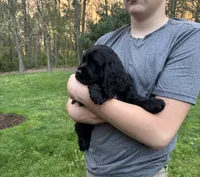 AKC COOPER, a male Cocker Spaniel for sale in Millersburg, OH – 2 of 10