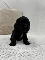 AKC COOPER, a male Cocker Spaniel for sale in Millersburg, OH – Photo 5 of 5