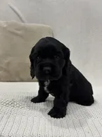 AKC COOPER, a male Cocker Spaniel for sale in Millersburg, OH – Photo 3 of 5