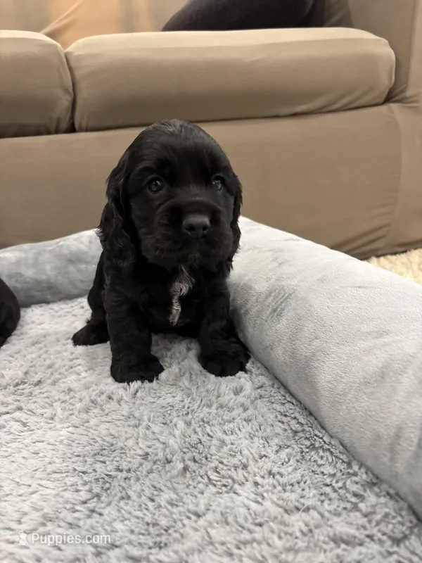 AKC COOPER – Cocker Spaniel puppy for sale in Millersburg, OH