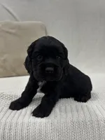 AKC COOPER, a male Cocker Spaniel for sale in Millersburg, OH – Photo 1 of 5