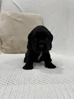 AKC COOPER, a male Cocker Spaniel for sale in Millersburg, OH – Photo 4 of 5