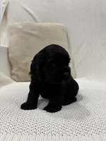 AKC CAMP, a male Cocker Spaniel for sale in Millersburg, OH – Photo 6 of 6