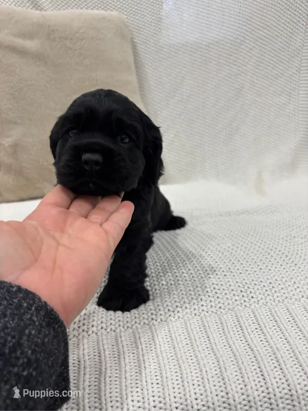 AKC CAMP – Cocker Spaniel puppy for sale in Millersburg, OH