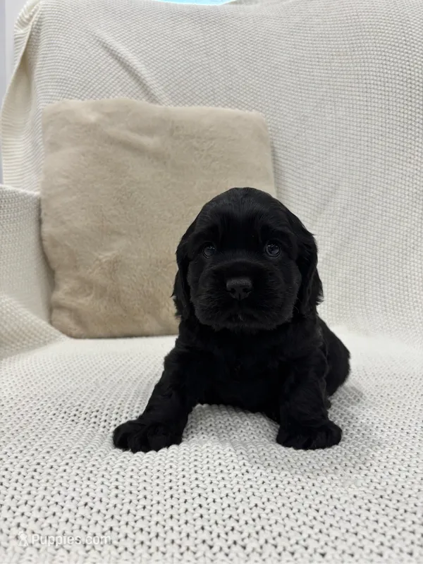 AKC CAMP – Cocker Spaniel puppy for sale in Millersburg, OH