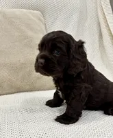 AKC CARSON, a male Cocker Spaniel for sale in Millersburg, OH – Photo 1 of 5