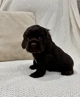 AKC CARSON, a male Cocker Spaniel for sale in Millersburg, OH – Photo 4 of 5