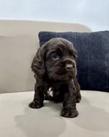 AKC CARSON, a male Cocker Spaniel for sale in Millersburg, OH – Photo 3 of 5