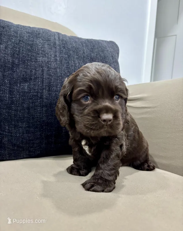 AKC CARSON – Cocker Spaniel puppy for sale in Millersburg, OH