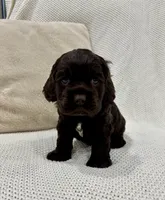 AKC CARSON, a male Cocker Spaniel for sale in Millersburg, OH – Photo 2 of 5