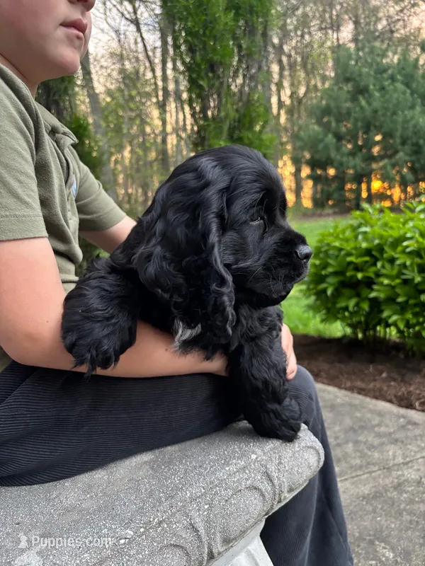 AKC COOPER – Cocker Spaniel puppy for sale in Millersburg, OH