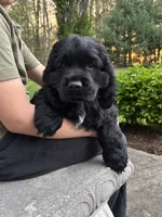AKC COOPER, a male Cocker Spaniel for sale in Millersburg, OH – 5 of 10