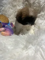 Bella, a female Shih Tzu for sale in Philadelphia, PA – 4 of 5