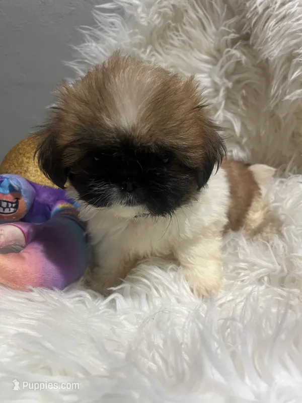 Bella – Shih Tzu puppy for sale in Philadelphia, PA