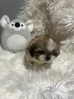 Phoebe , a female Shih Tzu for sale in Philadelphia, PA – 2 of 4