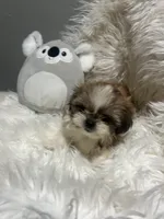 Phoebe , a female Shih Tzu for sale in Philadelphia, PA – 4 of 4