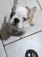 Sage, a female French Bulldog for sale in Philadelphia, PA – 6 of 10
