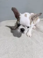 Sage, a female French Bulldog for sale in Philadelphia, PA – 4 of 7