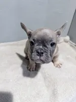Benji, a female French Bulldog for sale in Philadelphia, PA – 6 of 6