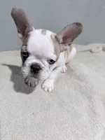 Sage, a female French Bulldog for sale in Philadelphia, PA – 7 of 7