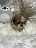 Phoebe , a female Shih Tzu for sale in Philadelphia, PA – 1 of 4