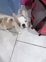 Sage, a female French Bulldog for sale in Philadelphia, PA – 9 of 10