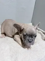 Benji, a female French Bulldog for sale in Philadelphia, PA – 3 of 6
