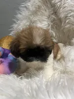Bella, a female Shih Tzu for sale in Philadelphia, PA – 3 of 5