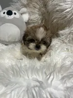 Phoebe , a female Shih Tzu for sale in Philadelphia, PA – 3 of 4