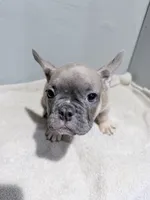 Benji, a female French Bulldog for sale in Philadelphia, PA – 2 of 6