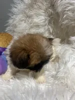 Bella, a female Shih Tzu for sale in Philadelphia, PA – 2 of 5