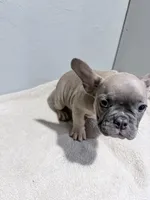 Benji, a female French Bulldog for sale in Philadelphia, PA – 5 of 6