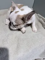 Sage, a female French Bulldog for sale in Philadelphia, PA – 3 of 7
